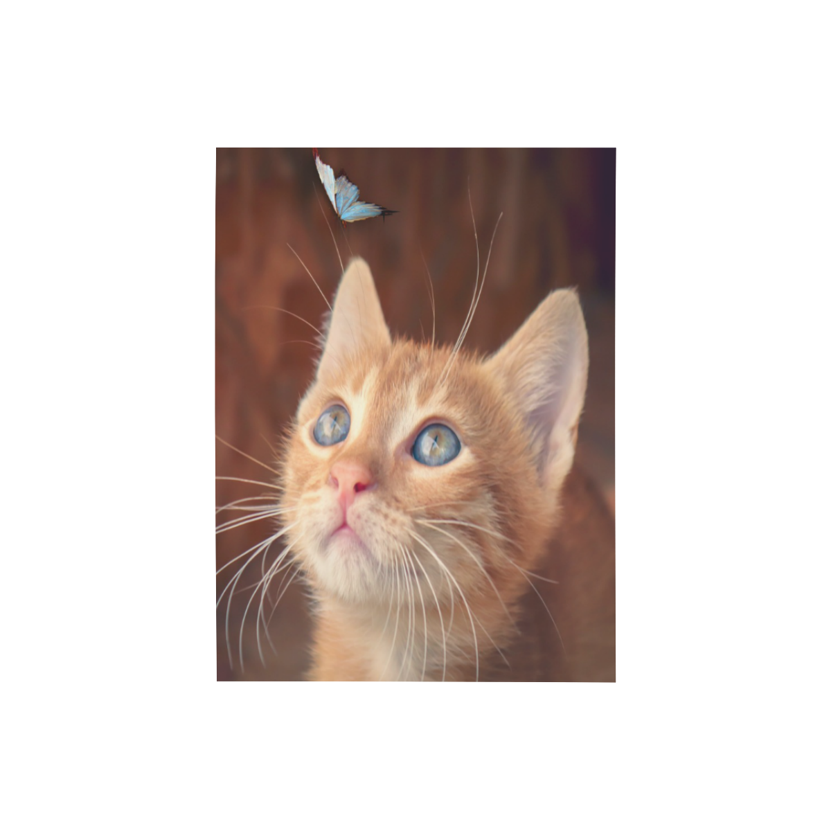 Orange Tabby And Butterfly Photo Panel for Tabletop Display 6"x8"