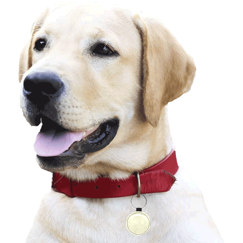 color light goldenrod yellow Round Pet ID Tag