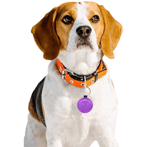 color dark orchid Round Pet ID Tag