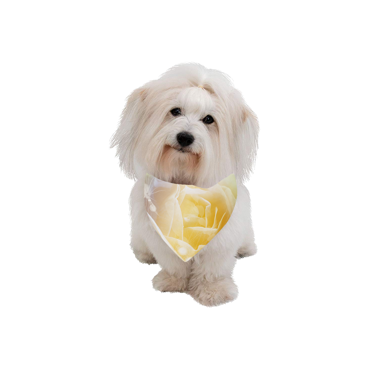 Soft yellow roses Pet Dog Bandana/Large Size