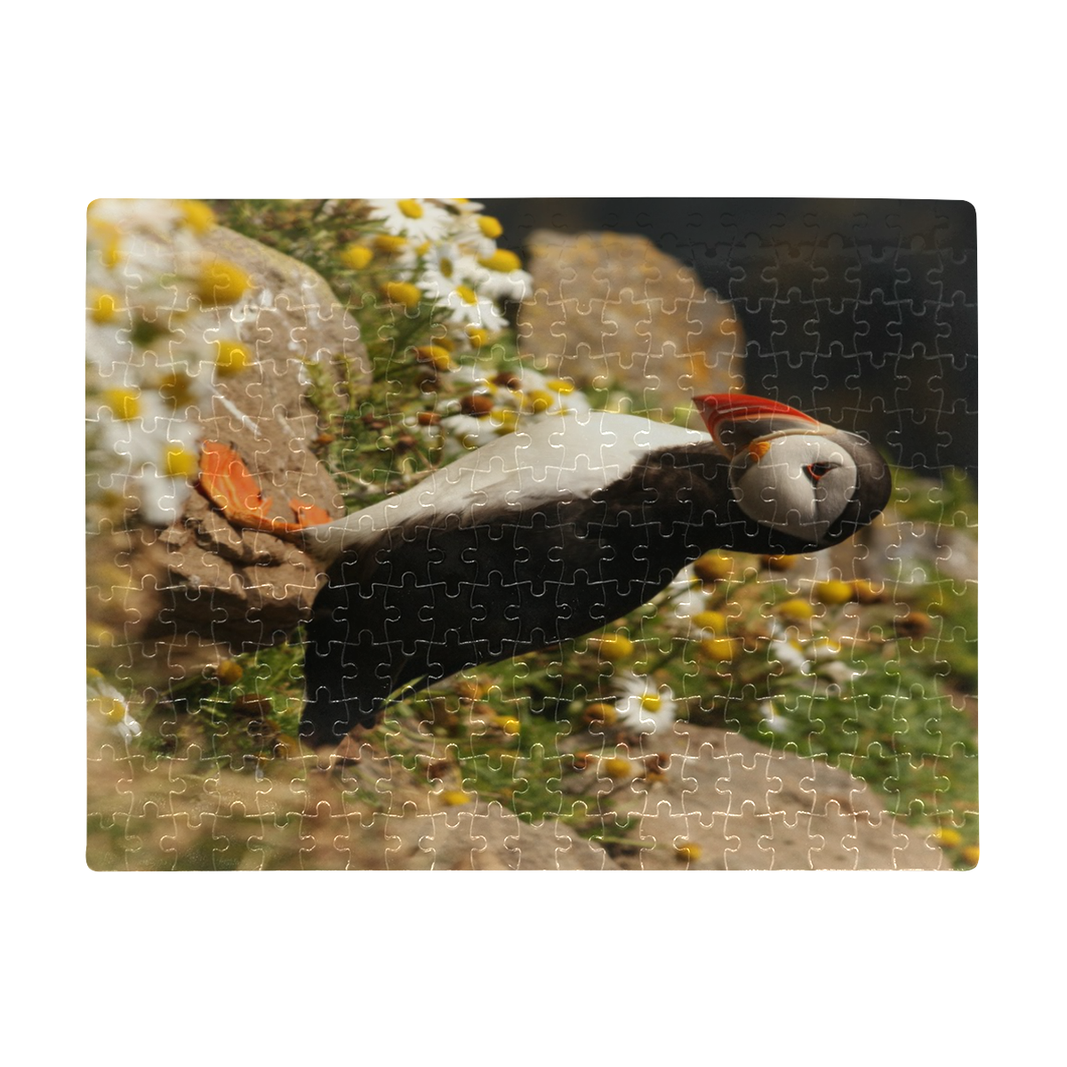 Pretty Puffin A3 Size Jigsaw Puzzle (Set of 252 Pieces)