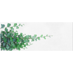 Vines, climbing plant watercolor Gift Wrapping Paper 58"x 23" (1 Roll)