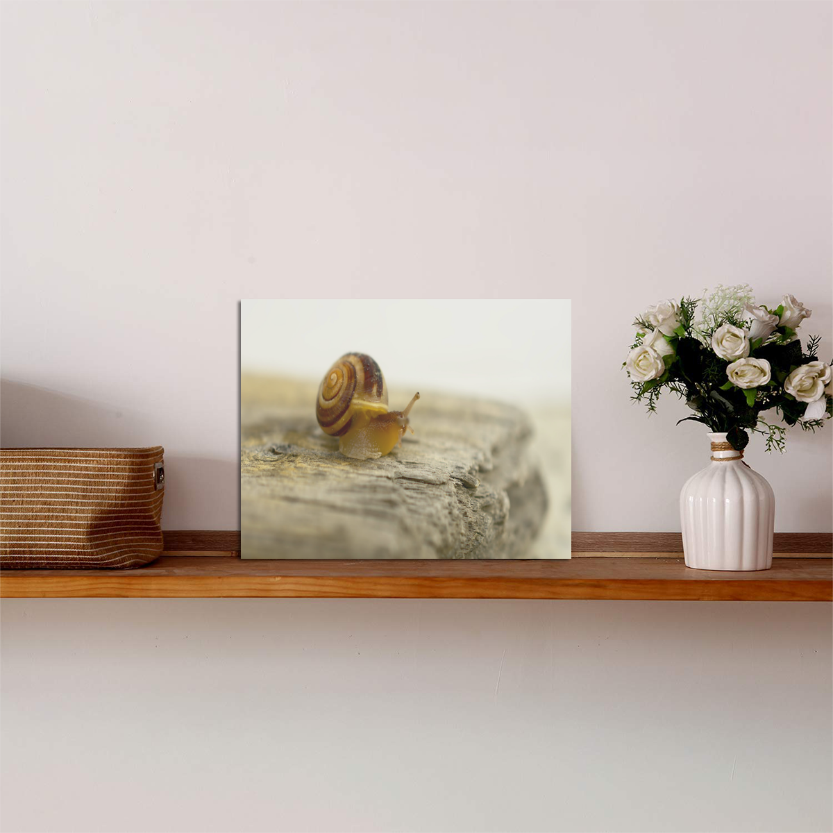 Solitary Snail Photo Panel for Tabletop Display 8"x6"
