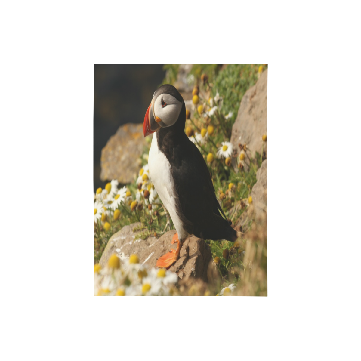 Pretty Puffin Photo Panel for Tabletop Display 6"x8"