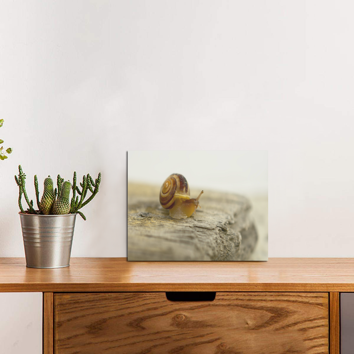 Solitary Snail Photo Panel for Tabletop Display 8"x6"