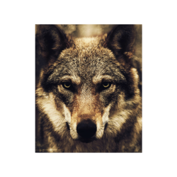 Wolf 2 Animal Nature Poster 20"x24"