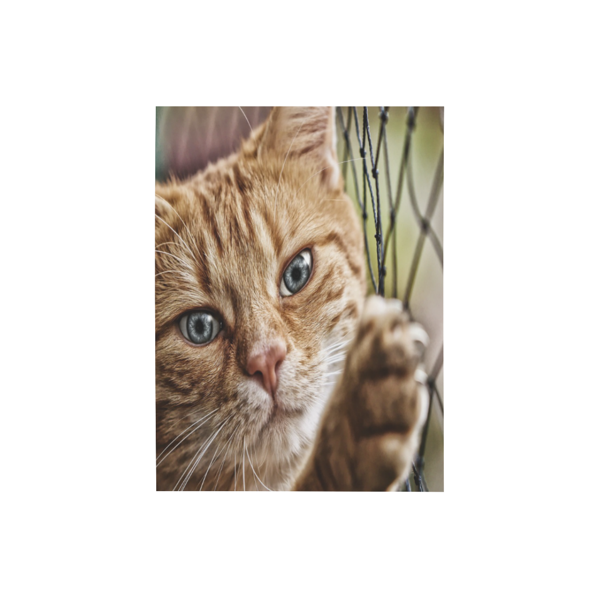 Orange Tabby And Fence Photo Panel for Tabletop Display 6"x8"