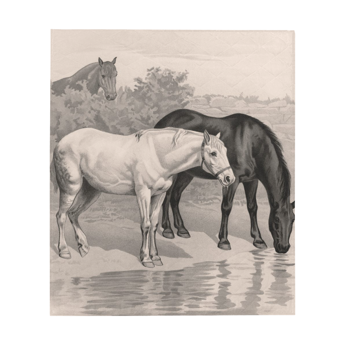 3 horses B&W vintage art, by JamColors Quilt 60"x70"