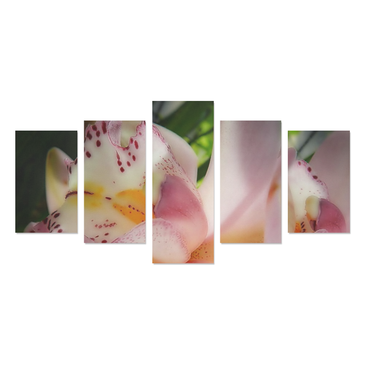 pink orchid Canvas Print Sets C (No Frame)