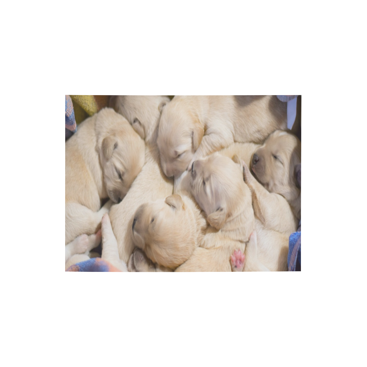 Basket Of Puppies Photo Panel for Tabletop Display 8"x6"